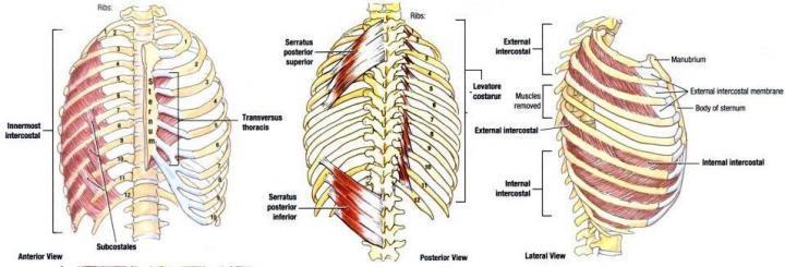 6. MUSCLES OF THE THORACIC WALL Serratus posterior Levator costarum
