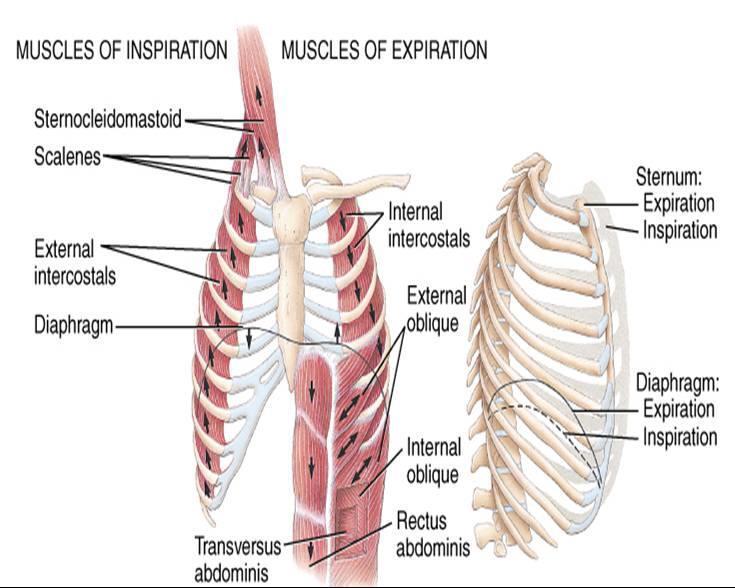 6. MUSCLES OF THE THORACIC WALL internal intercostal muscles most active during