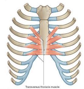 6. MUSCLES OF THE THORACIC WALL transversus thoracis