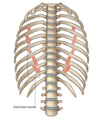 6. MUSCLES OF THE THORACIC WALL subcostales @ same plane as innermost intercostals Fibers parallel the course