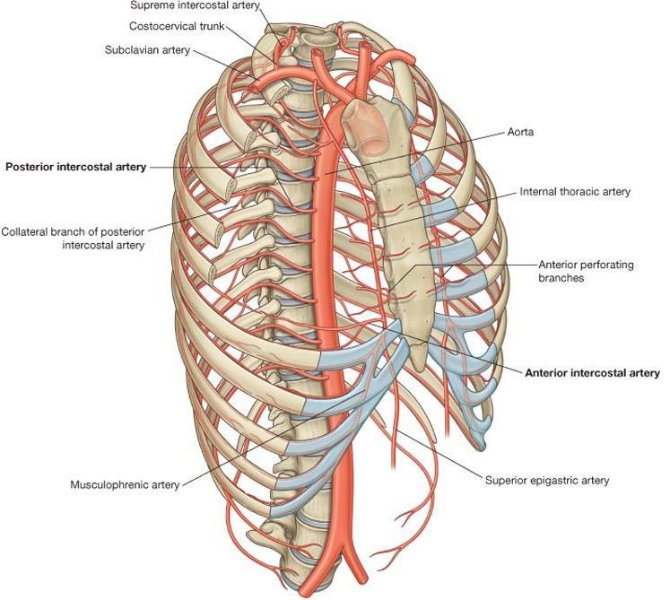 9.1. ARTERIES OF THE THORACIC WALL Arterial supply to the thoracic