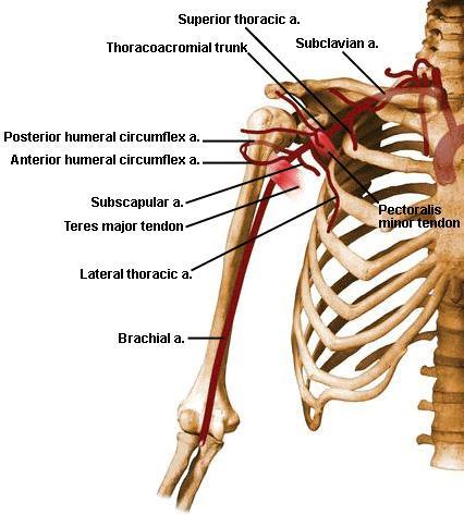 subcostal arteries] Subclavian artery [internal thoracic & supreme