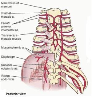 cartilages of the upper 6 ribs Lies 1 cm lateral to the sternum.