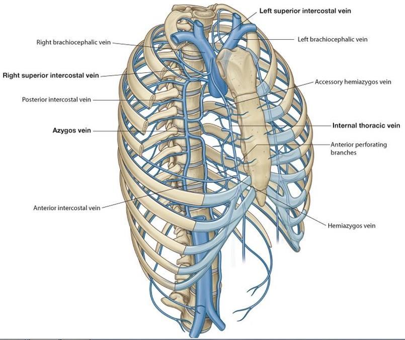 9.2. VEINS OF THE THORACIC WALL Most posterior intercostal veins (4-11) end @ azygos/hemiazygos venous system conveys venous blood to SVC.