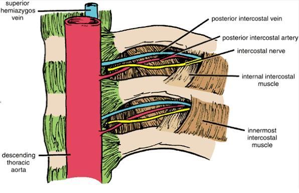 Near the angles of the ribs, the nerves pass between internal intercostal & innermost