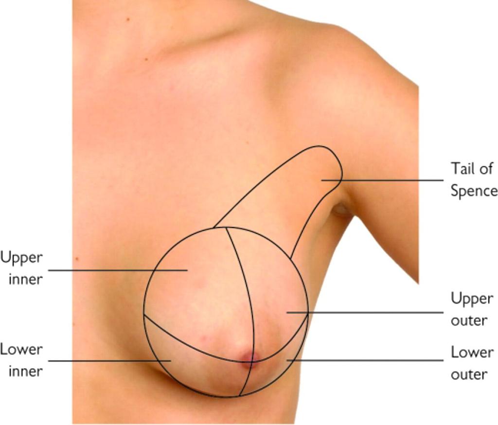 axillary process or tail (of Spence)