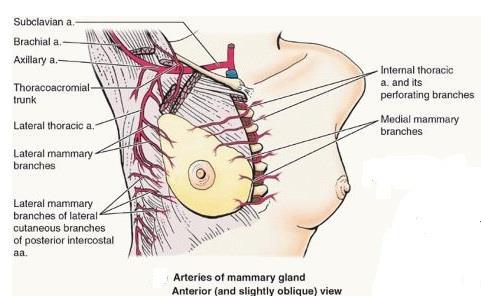 Arterial supply of the breast 1) Medial mammary branches (internal thoracic artery) 2) Lateral mammary branches