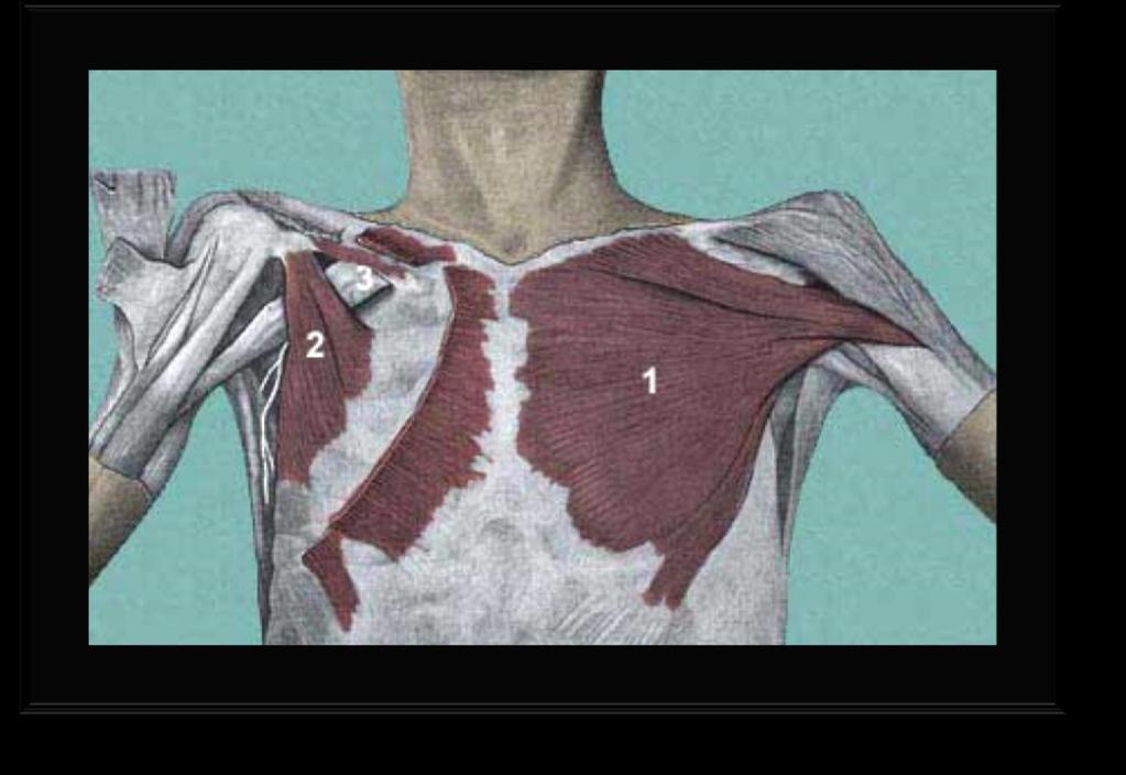 The pectoral region is external to the anterior
