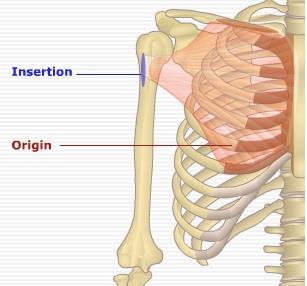 Four pectoral muscles move the pectoral girdle Pectoralis major