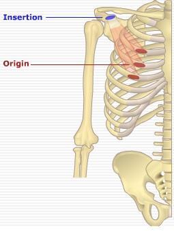 Medial half of clavicle Coracoid Medial process border of of