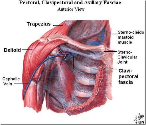 Deep to the pectoral fascia & pectoralis major Descends from the clavicle Clavipectoral triangle