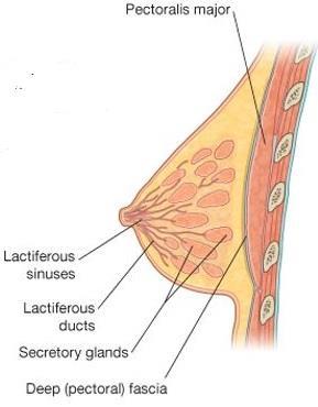 Form 15 to 20 lactiferous ducts open nipple.