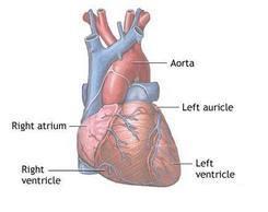 Anterior (sternocostal) surface o mostly of right ventricle o some of the right atrium on the right o