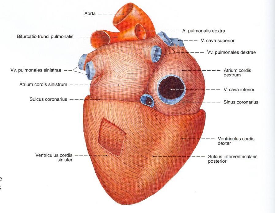 ventricle o partly by the right ventricle o related to central tendon of diaphragm.