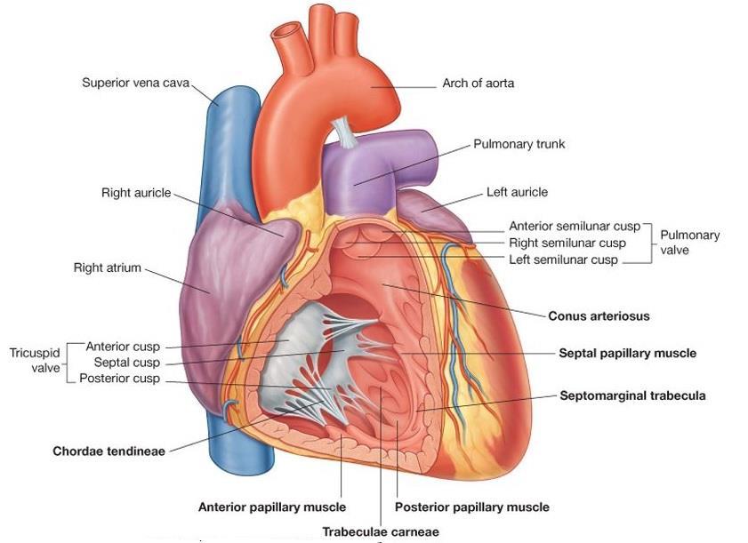 RIGHT VENTRICLE forms largest part of the anterior surface of the heart a small