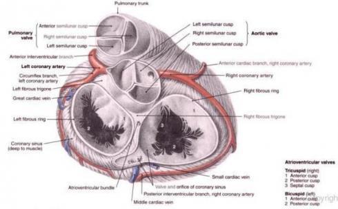 aortic valve semilunar valve between the left