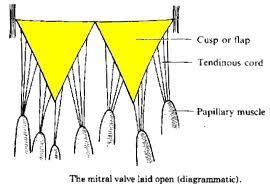 mitral valve