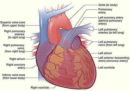 VASCULATURE OF THE HEART coronary arteries & cardiac veins embedded in