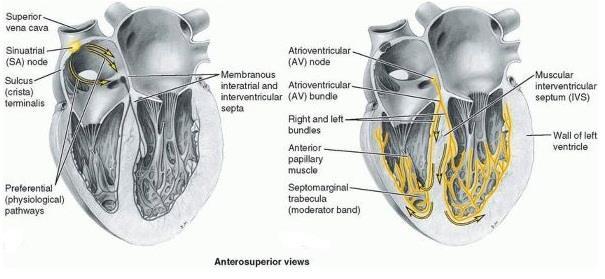 AV bundle the only bridge between the atrial and ventricular myocardium passes from the AV node through the fibrous skeleton of the heart