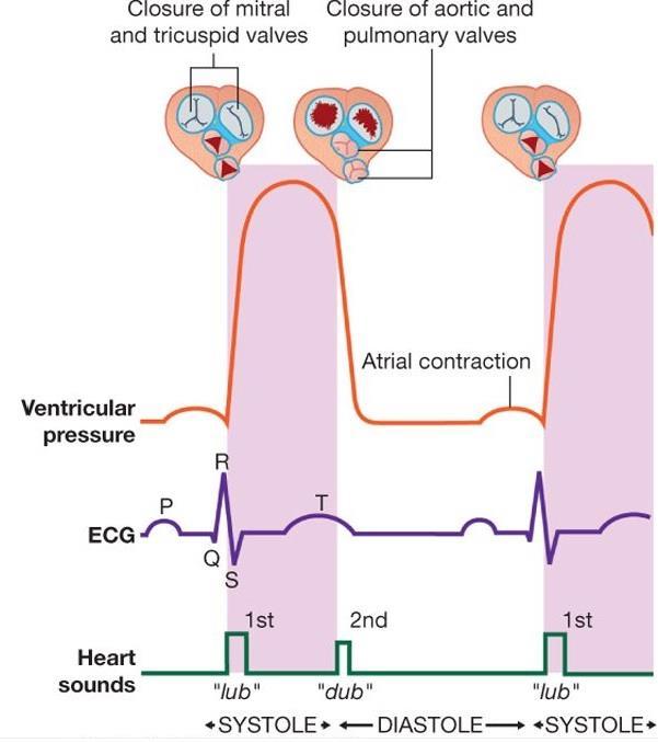 S1 produced by contraction of the ventricles closure of the tricuspid & mitral valves (AV valves) S2 produced by the sharp