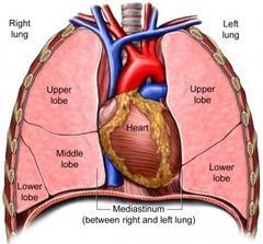 1.4. CONTENTS OF THE THORAX Organs of the cardiovascular,