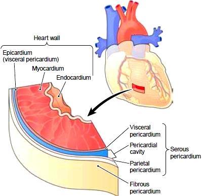 PERICARDIUM fibroserous membrane, covers the heart & beginning of its great vessels a closed sac with