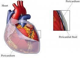pericardial cavity potential space between opposing layers of the parietal & visceral layers of serous pericardium