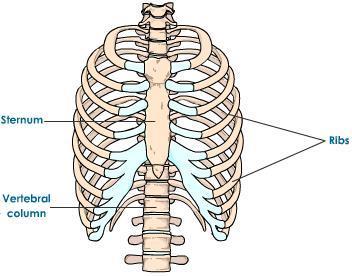 3. SKELETON OF THE THORACIC WALL 1) 12 pairs of ribs and associated costal cartilages 2)