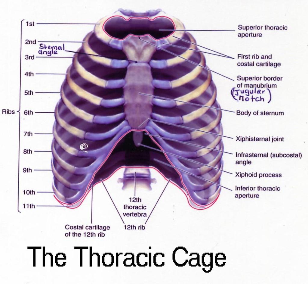 1 THE THORACIC REGION DESCRIPTION: This is the part of the trunk, which is located between the root of the neck and the superior border of the abdominal region.