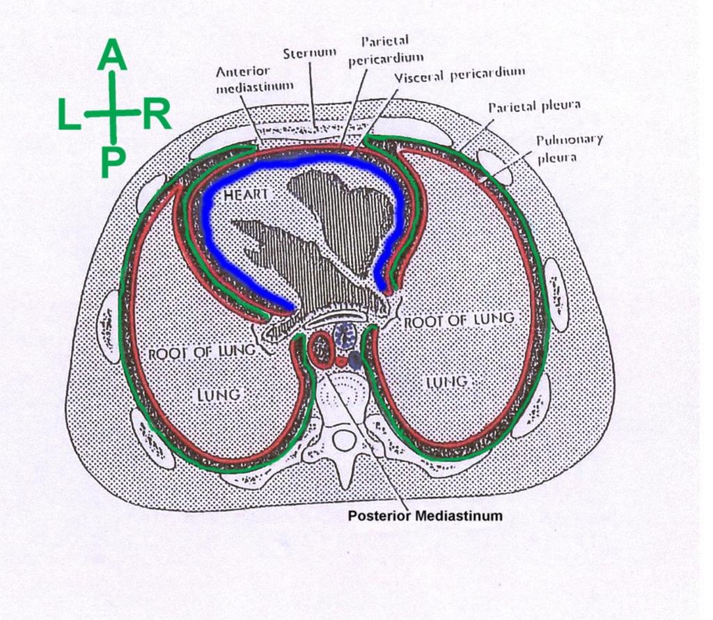2 Figure. 1b: Horizontal section of the thoracic cavity BOUNDARIES OF THE THORAX (WALLS) (Fig. 1): a. Anterior: The sternum, anterior parts of the ribs and their costal cartilages. b.