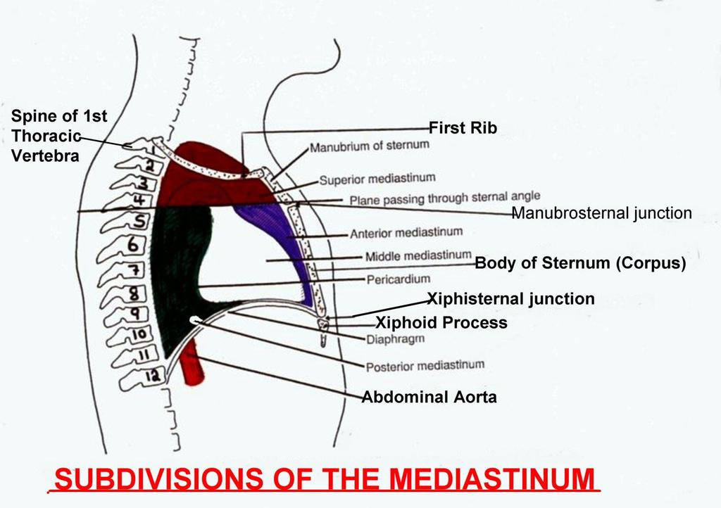 5 Figure 3. COMPARTMENTS OF THE MEDIASTINUM: The compartments of the mediastinum consist of: a. Superior mediastinum and b. Inferior mediastinum.