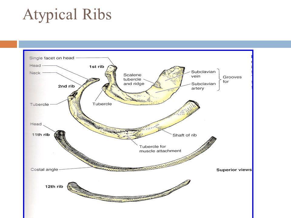 11 th and 12 th RIBS The same as 1 st rib, it can t articulate with L1 and T12(each rib articulate only with the vertebra of the same number) and their tubercle doesn t articulate