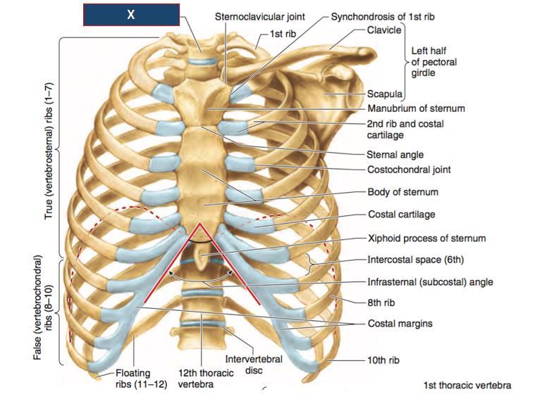 LECTURE 10 THORAX The thorax extends from the root of the neck to the abdomen.