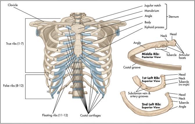 The rib is designed to articulate between thoracic vertebrae ONLY. So, the first rib can t articulate between C7 and T1; therefore, it has ONE facet.
