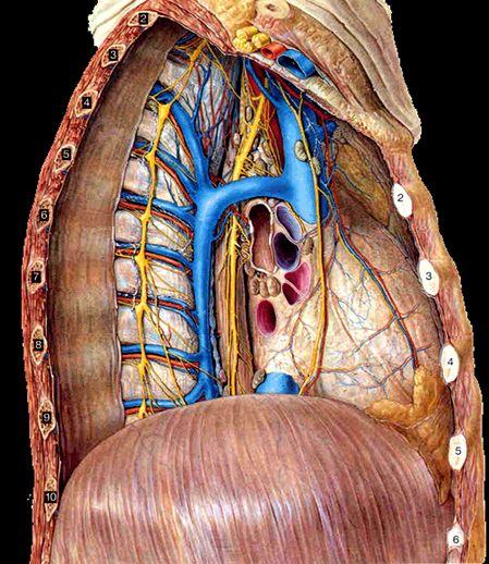 Contents of Posterior Mediastinum Esophagus* Vagus nerve*: around esophagus Thoracic duct*: posterior to esophagus Azygos vein: posterior & to the right of