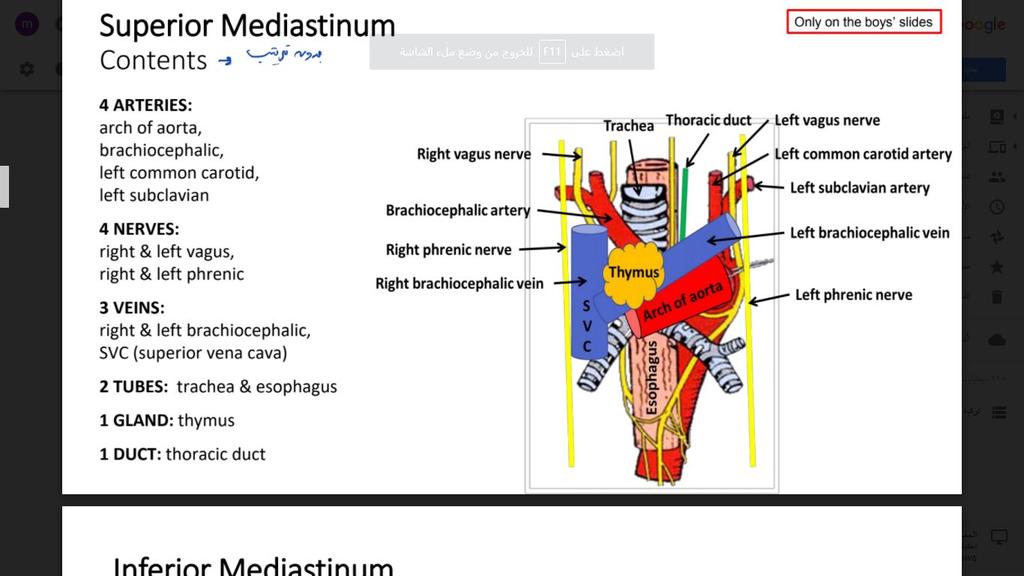 CONTENTS OF SUPERIOR MEDIASTINUM 4 ARTERIES: arch of aorta, brachiocephalic, left common carotid, left subclavian 4 NERVES: right & left vagus,