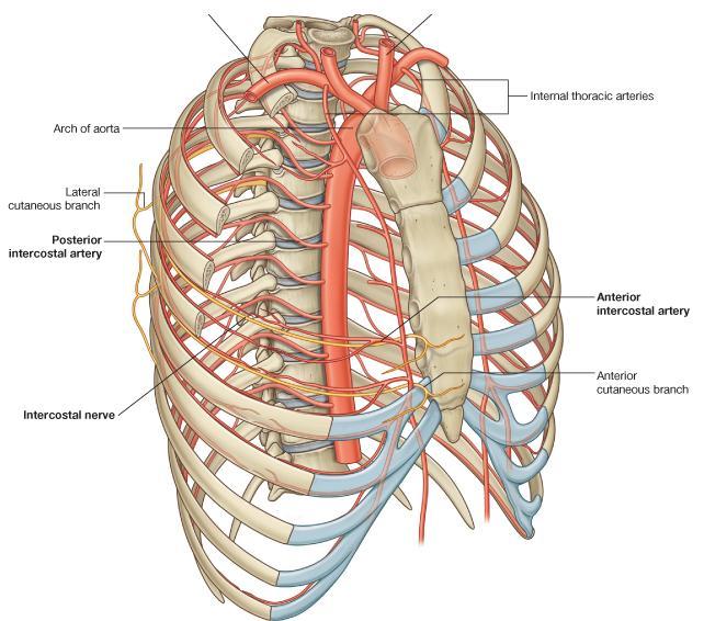 Intercostal Arteries and Veins Each intercostal space contains a large