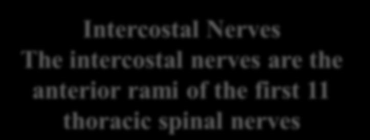 anterior ramus of the 12th thoracic nerve lies in the