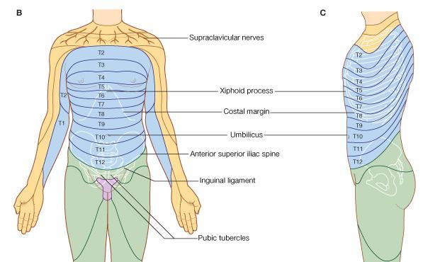 The first six nerves are distributed within