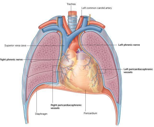 THORACIC DUCT AND LYMPH NODES 7-THE