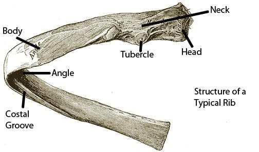 Each Thoracic Vertebra has 2 major parts : (1)-Body (Anterior) (2)-Vertebral Arch (Posterior) And between them we have pedicles.