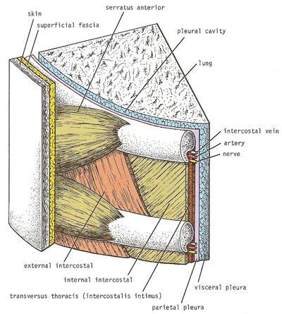 (3) tubercle (4) shaft -In the Inferior Border of the Shaft we have a groove, Costal Groove-. We Also Discussed the Muscles Between the Adjacent Ribs, which are the Intercostal muscles.