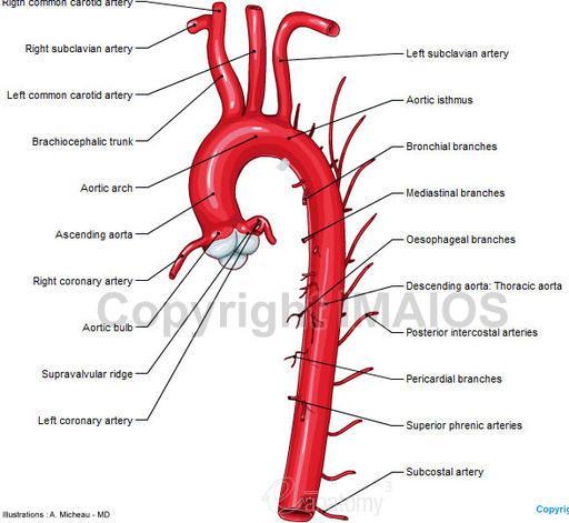 ! These are the Main Structures of the wall of the Thoracic Cage. Lets Proceed. Wait (Loading 78%) Each Intercostal Space has its own nerve supply and venous drainage along with arterial blood supply.