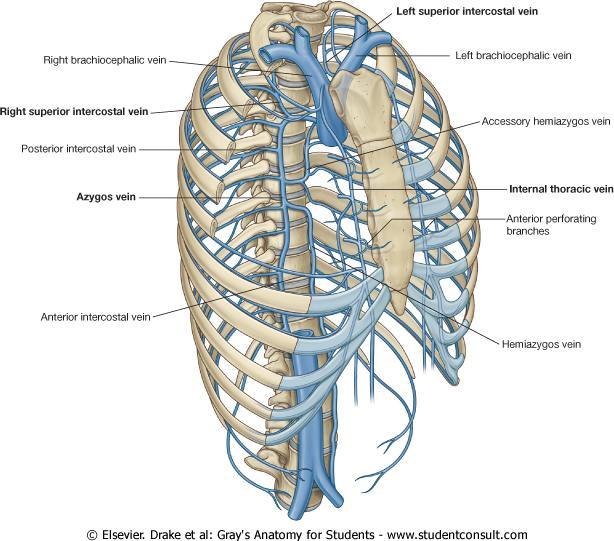 The Upper two Intercostal Spaces (The Aorta doesn t reach them) so they have to get their posterior blood supply by means of the subclavian artery through the costocervical trunk by the superior