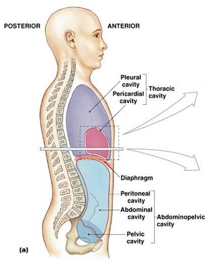The Chest Cavity is bounded above by the chest wall and below by the diaphragm. It Extends upward into the root of the neck about one finger breadth.