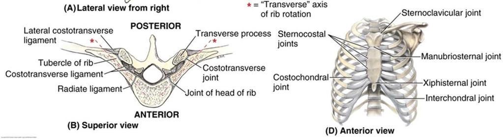 Joints (plane joints) Joints between ribs and thoracic vertebrae 2nd 7th sternocostal joints 6th 10th interchondral joints