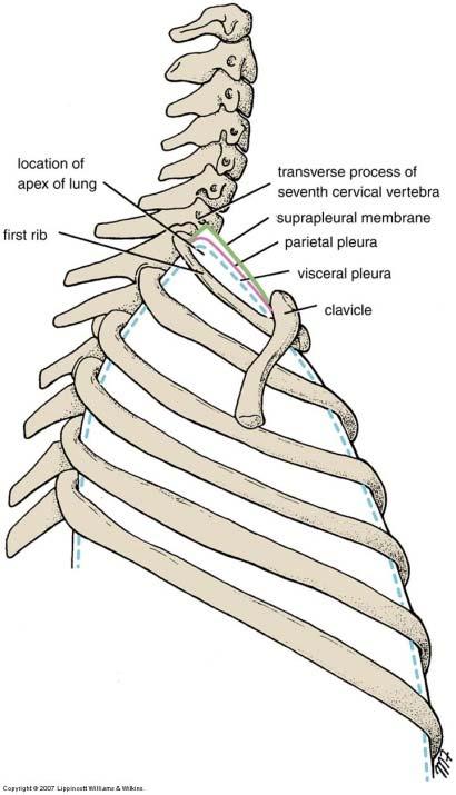 . Content Trachea Esophagus Nerves & BVs Lungs & pleurae Suprapleural membrane Close the sides of
