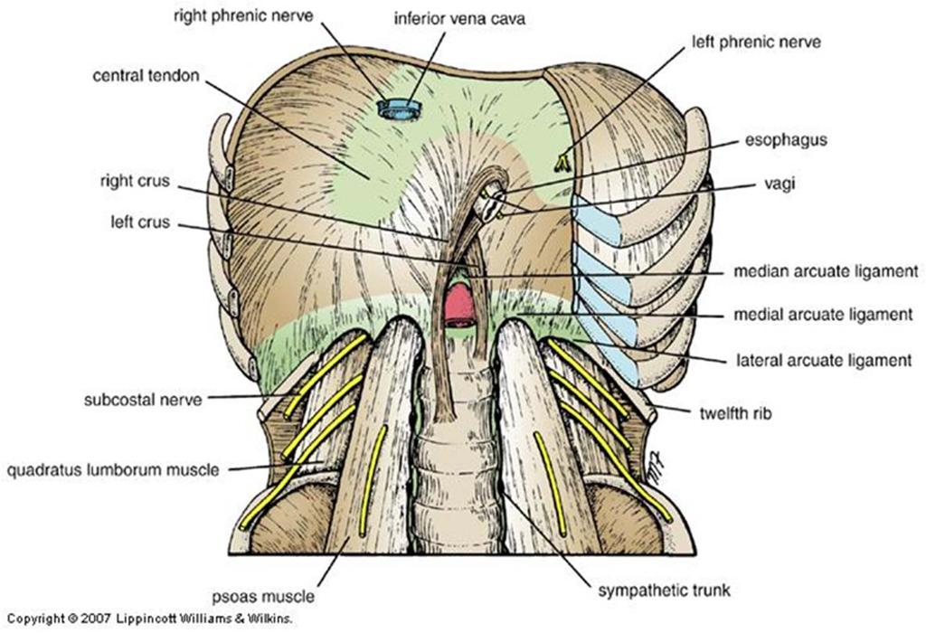 Openings in the Diaphragm Other structures pass the diaphragm Splanchnic nerves through crura Sympathetic trunk medial arcuate lig.