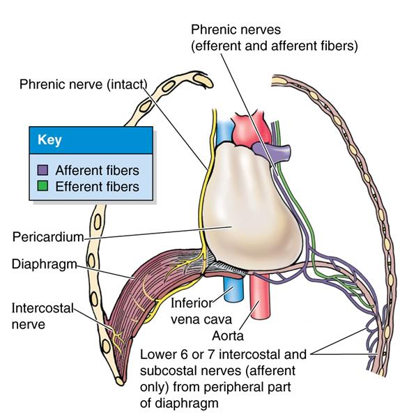 Diaphragm: Innervation Diaphragm is skeletal muscle so it needs somatic nerves Motor Phrenic nerves (C3 C5) Sensory Centrally phrenic nerves Peripherally intercostal nerves (T7 T12)