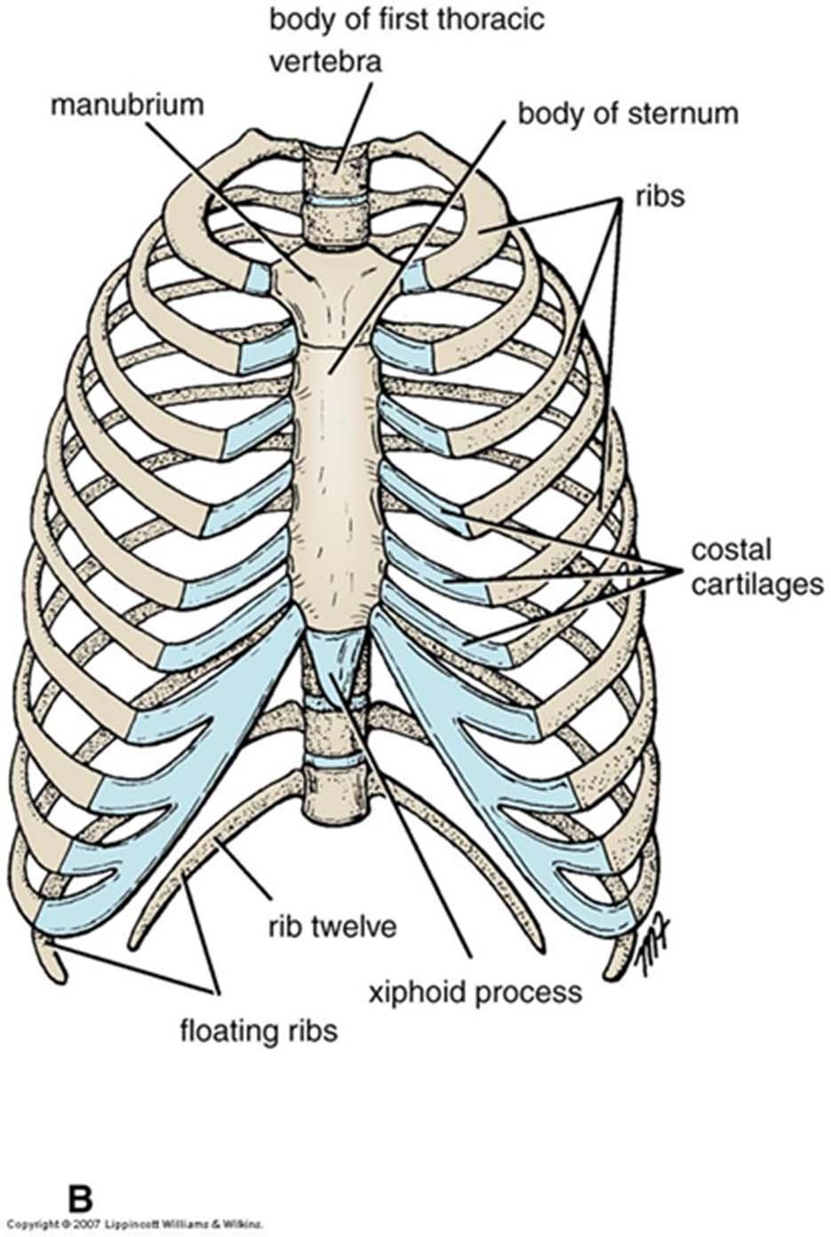 Bony cage flattened from front to back Sternum (breastbone) Ribs laterally 1 7 are true ribs (vertebrosternal) 8 10 are false ribs (vertebrochondral) 11 12 are floating Costal